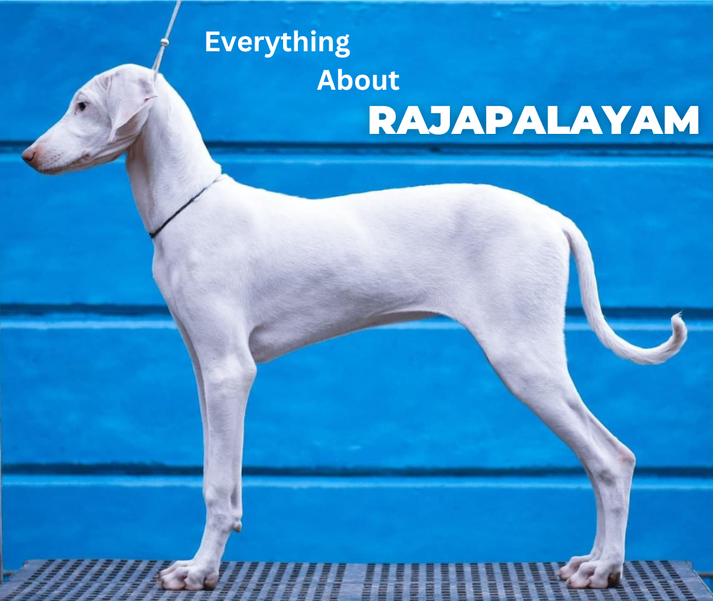 Rajapalayam dog deals colours