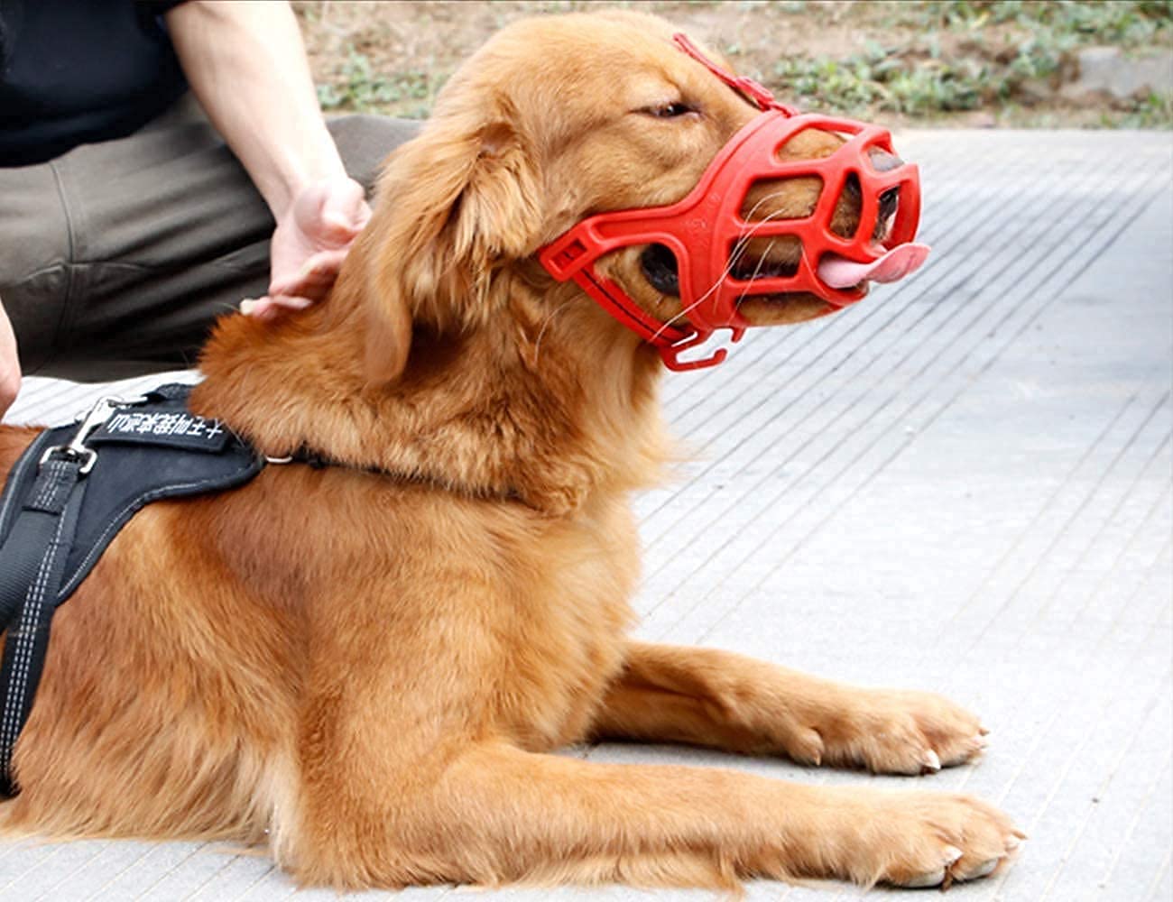 Comfy Muzzle for Small to Large Breeds - Multicolor