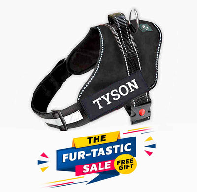 Personalized Dog Harness - BLACK