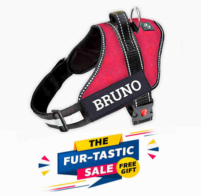 Personalized Dog Harness - RED