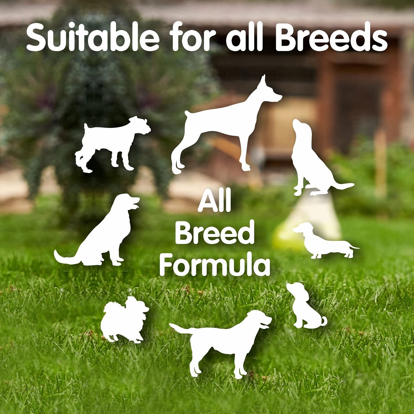 Pressed Dog Bone (3-inch x 6 Pieces) & Calcium Choosticks COMBO