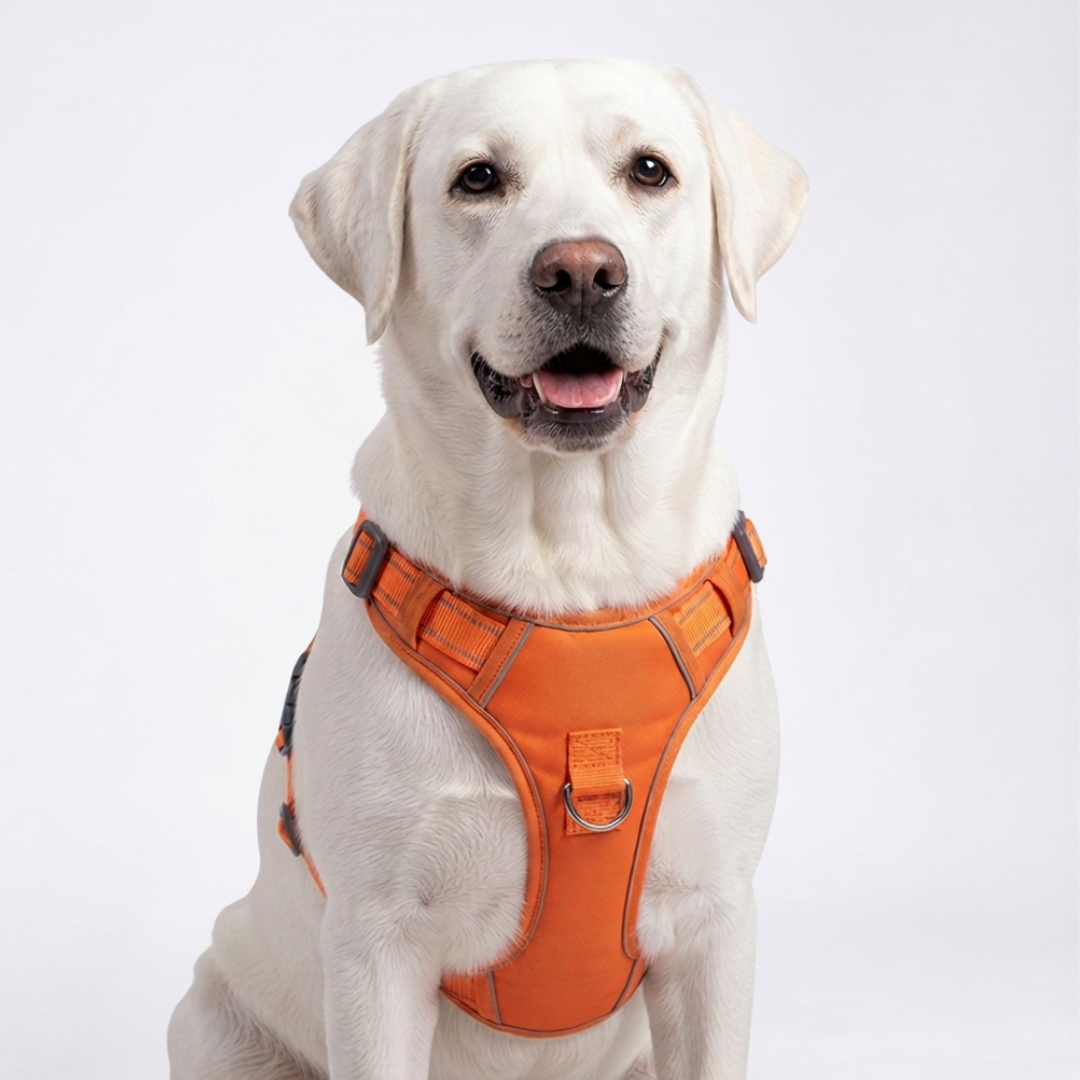 PRO Harness - CITRUS RUSH - Reflective | No-Choke | Adjustable