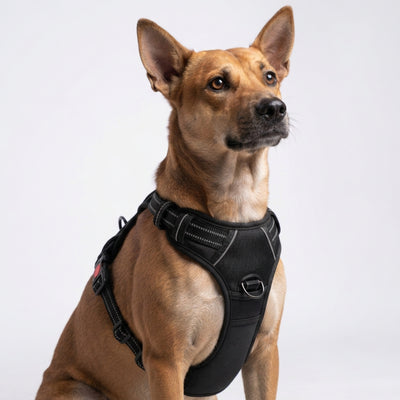 PRO Harness - Black - Reflective | No-Choke | Adjustable