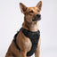 PRO Harness - Black - Reflective | No-Choke | Adjustable