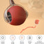 Pet Intelligent Rolling Ball - USB Rechargeable