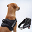Personalized Dog Harness
