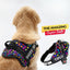 Personalized Dog Harness