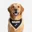 Personalized Bandana for Pets - BLACK