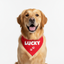 Personalized Bandana for Pets - RED