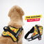 Personalized Dog Harness