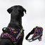 Personalized Dog Harness - FUNK IT UP!