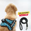 Personalized Dog Harness
