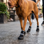 POD Reflective Dog Shoes