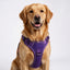 PRO Harness - GRAPE ESCAPE - Reflective | No-Choke | Adjustable