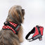 Personalized Dog Harness