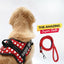 Personalized Dog Harness