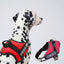 Personalized Dog Harness