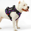 Personalized Supreme Harness - RETRO SPICE