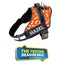 Personalized Dog Harness