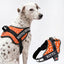 Personalized Dog Harness