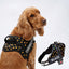 Personalized Dog Harness