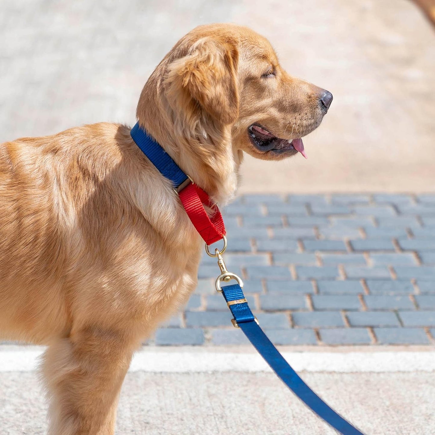 IndiHopShop Martingale Collar - Blue/Red