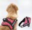 Personalized Dog Harness - VALENTINE