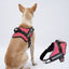 Personalized Dog Harness