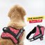 Personalized Dog Harness