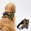 Personalized Dog Harness