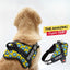 Personalized Dog Harness