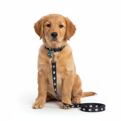 IndiHopShop Puppy Collar & Leash COMBO - 15 MM - BLACK