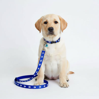 IndiHopShop Puppy Collar & Leash COMBO - 15 MM - BLUE