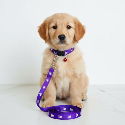 IndiHopShop Puppy Collar & Leash COMBO - 15 MM - PURPLE