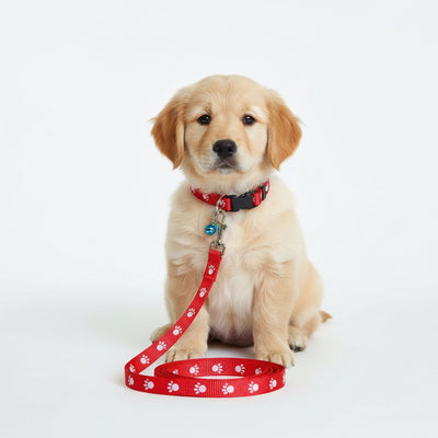 IndiHopShop Puppy Collar & Leash COMBO - 15 MM - RED