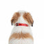 IndiHopShop Puppy Collar 15 MM - RED