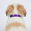 IndiHopShop Puppy Collar 15 MM - PURPLE