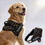 Personalized Dog Harness - THUNDER