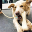 IndiHopShop Dog Nylon Hard Chew Bone Toys for Dogs